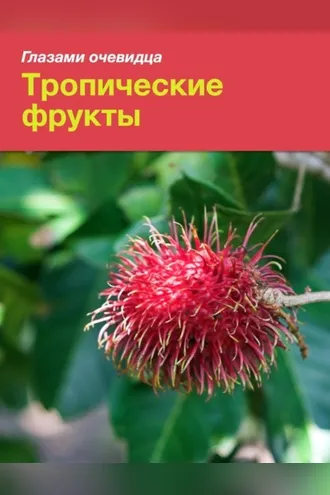 Обложка книги «Тропические фрукты»