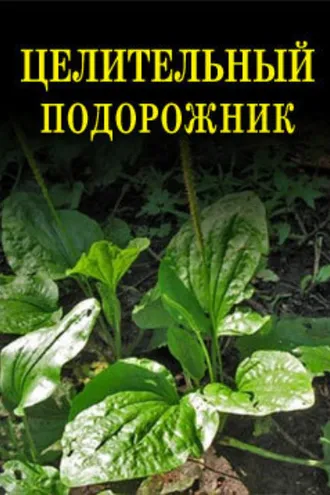 Обложка книги «Целительный подорожник»