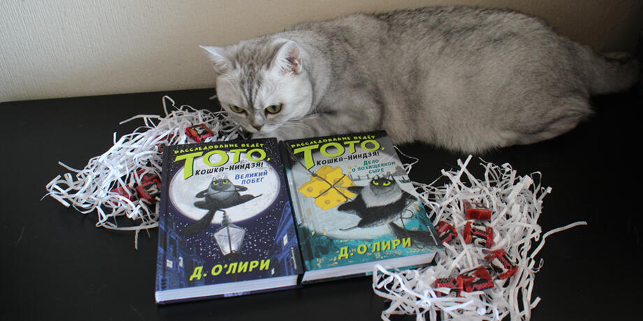 Тото, кошка ниндзя
