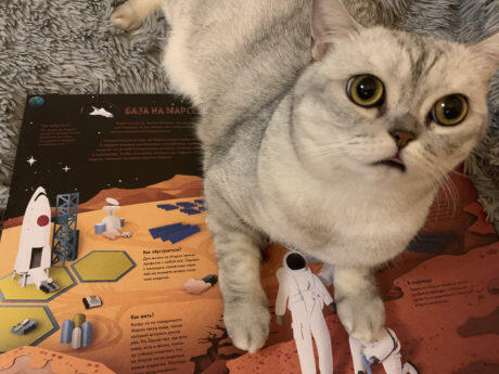 Кошка с книгой
