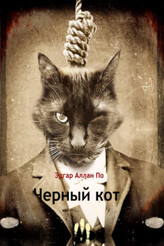 Черный кот